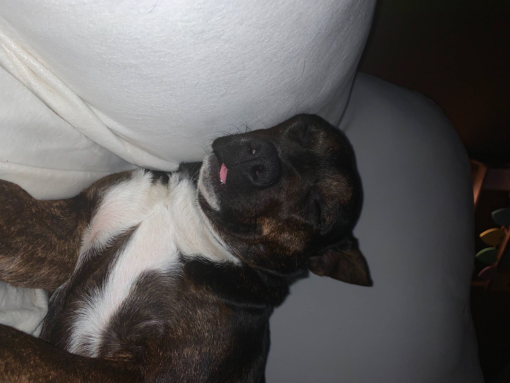 Lela joined the competition — help win amazing prizes! boston_terrier, canidae, carnivore, comfort, companion_dog, dog, dog_breed, ear, fawn, fur, grey, non_sporting_group, paw, snout, sporting_group, whiskers, white, working_animal