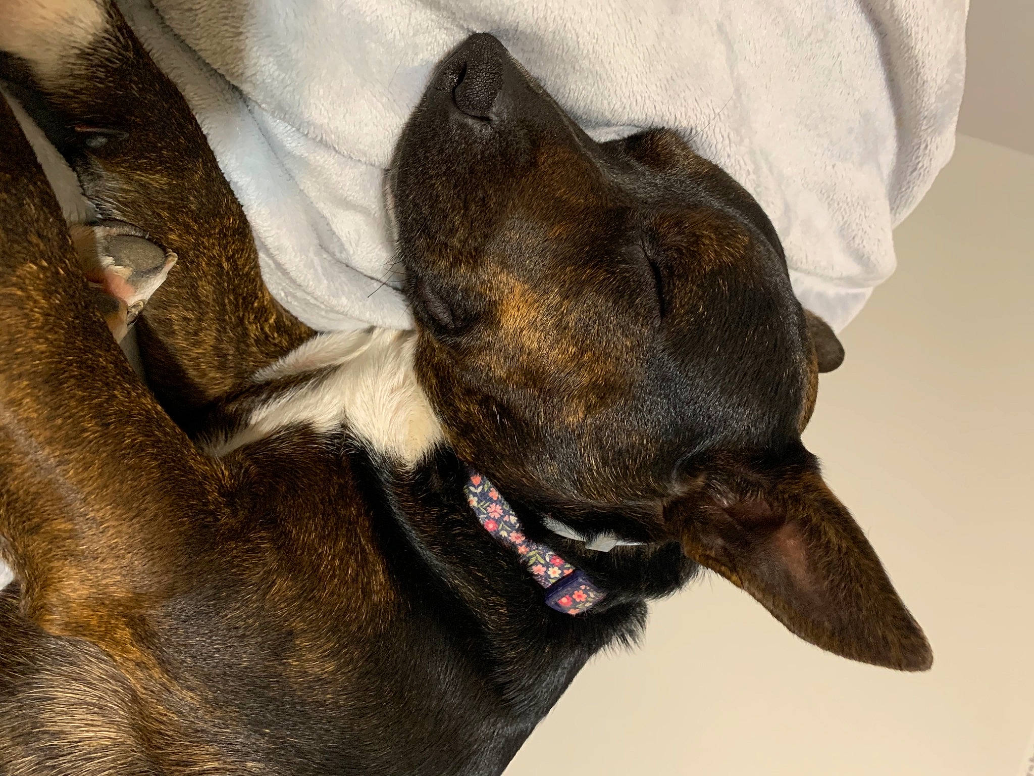 Lela is registered to the contest to win money with this photo: canidae, carnivore, claw, collar, companion_dog, dog, dog_breed, dog_collar, ear, fawn, fur, guard_dog, paw, pet_supply, snout, sporting_group, terrestrial_animal, whiskers, working_animal, working_dog