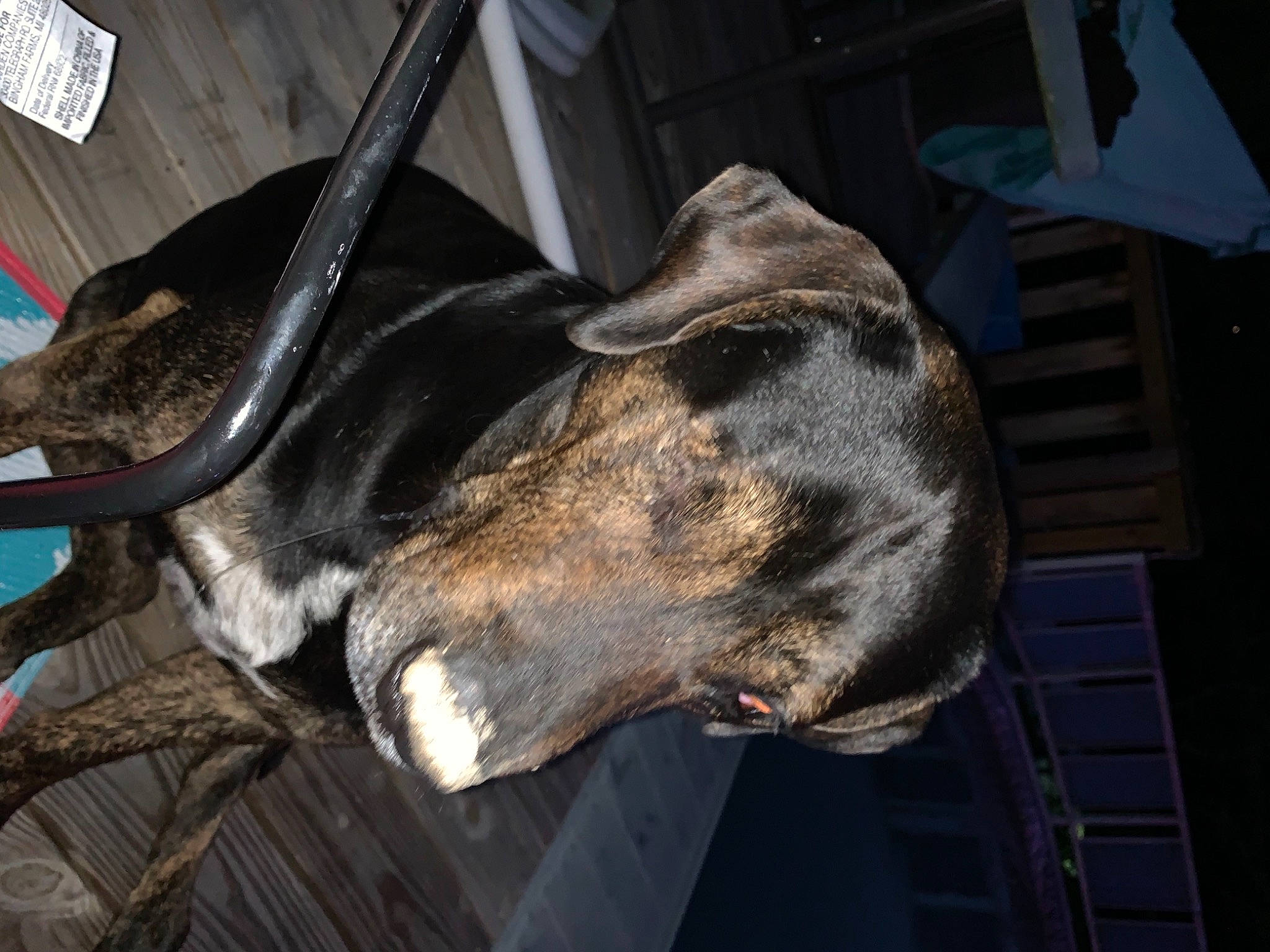 Marshall joined the competition — help win amazing prizes! canidae, carnivore, collar, companion_dog, dog, dog_breed, dog_collar, fawn, fur, giant_dog_breed, great_dane, guard_dog, jaw, metal, rampur_greyhound, sporting_group, vehicle_door, whiskers, working_animal, working_dog