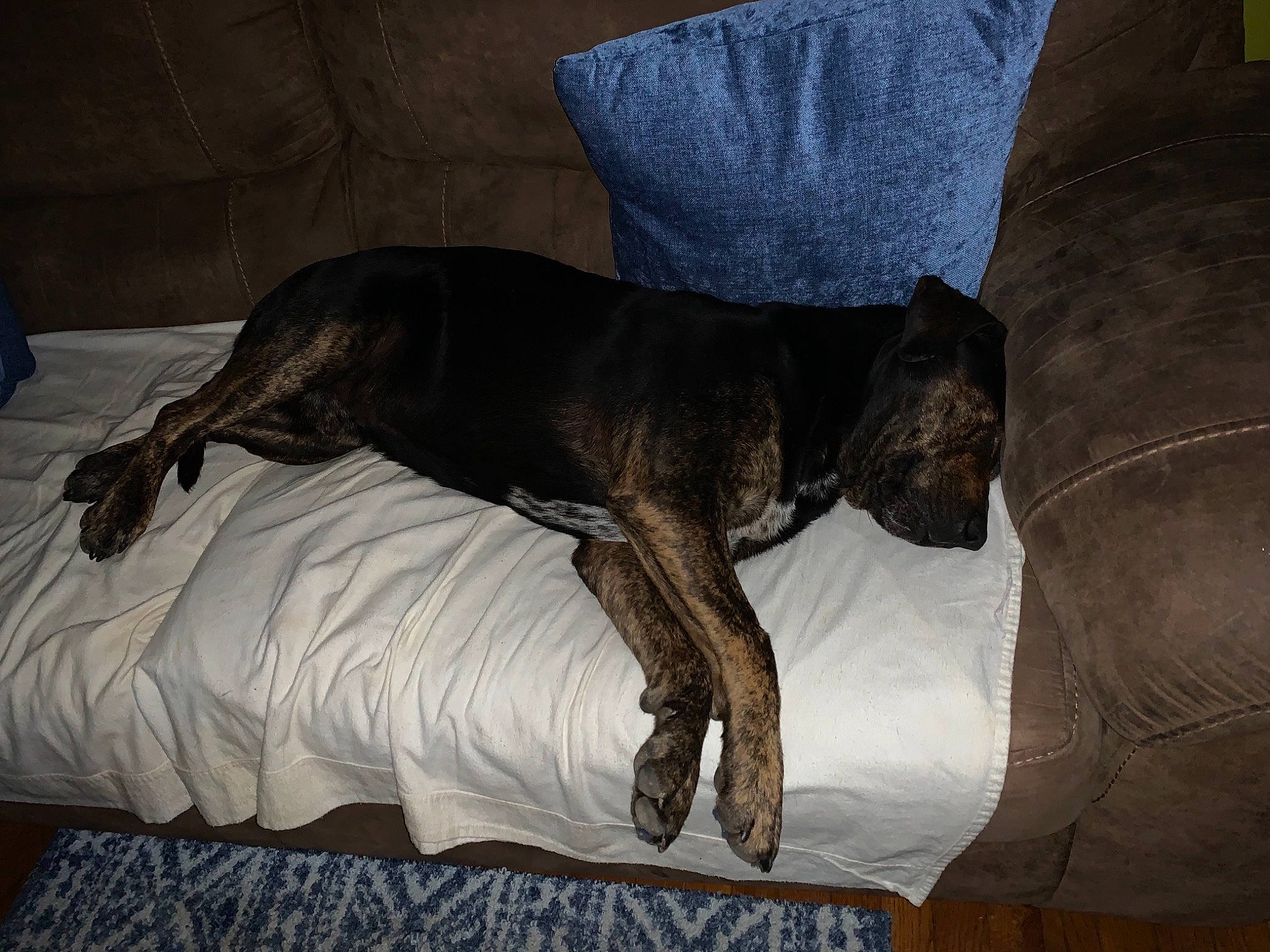 Marshall is registered to the contest to win money with this photo: bed, bed_sheet, bedding, brown, carnivore, comfort, companion_dog, couch, dog, dog_breed, furniture, grey, hardwood, linens, liver, room, tail, terrestrial_animal, wood, working_animal
