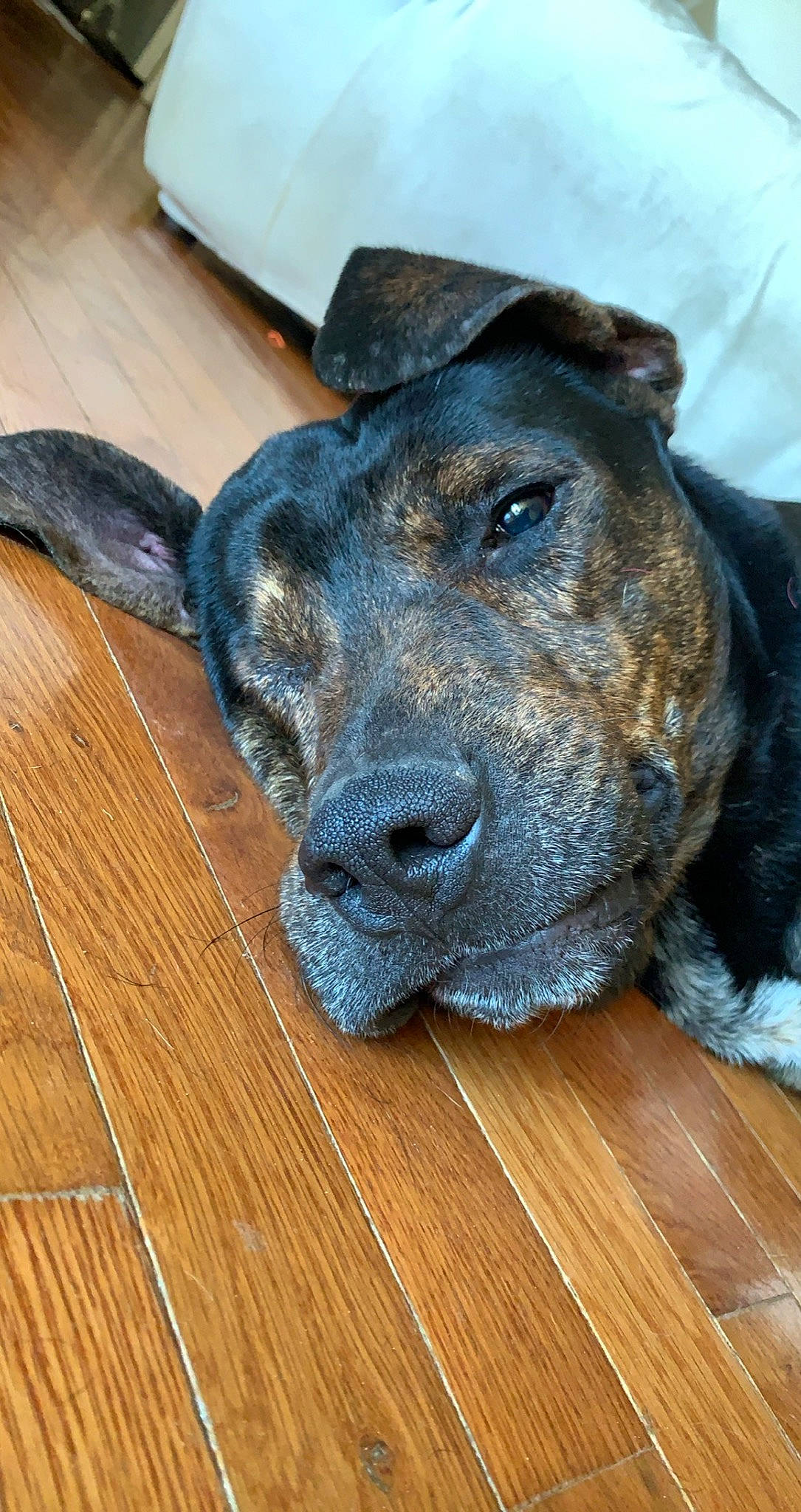 Marshall is registered to the contest to win money with this photo: carnivore, collar, companion_dog, dog, dog_breed, dog_collar, fawn, flooring, guard_dog, hardwood, laminate_flooring, plank, snout, sporting_group, varnish, whiskers, wood, wood_flooring, wood_stain, working_animal