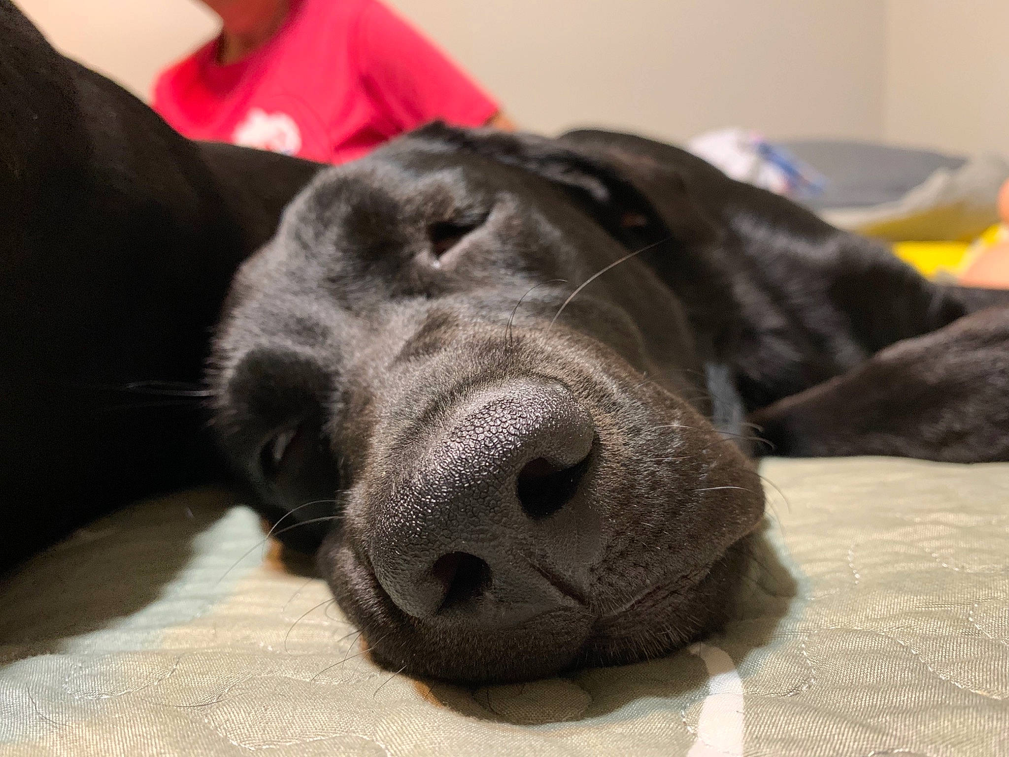 Meka is registered to the contest to win money with this photo: borador, canidae, carnivore, comfort, companion_dog, dog, dog_breed, ear, fur, grey, guard_dog, liver, retriever, serveware, snout, sporting_group, tableware, terrestrial_animal, whiskers, working_animal