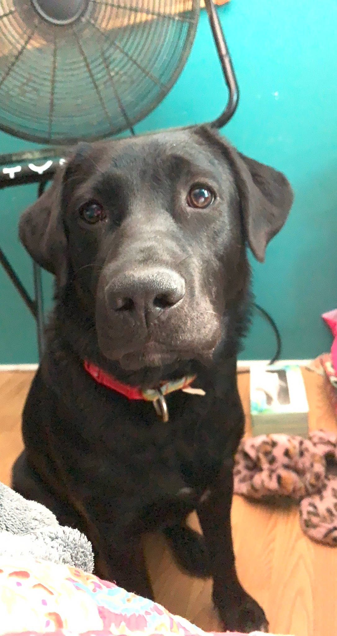 Meka joined the competition — help win amazing prizes! borador, canidae, carnivore, collar, companion_dog, dog, dog_breed, dog_collar, fawn, fur, guard_dog, gun_dog, liver, non_sporting_group, retriever, snout, sporting_group, terrestrial_animal, whiskers, working_animal