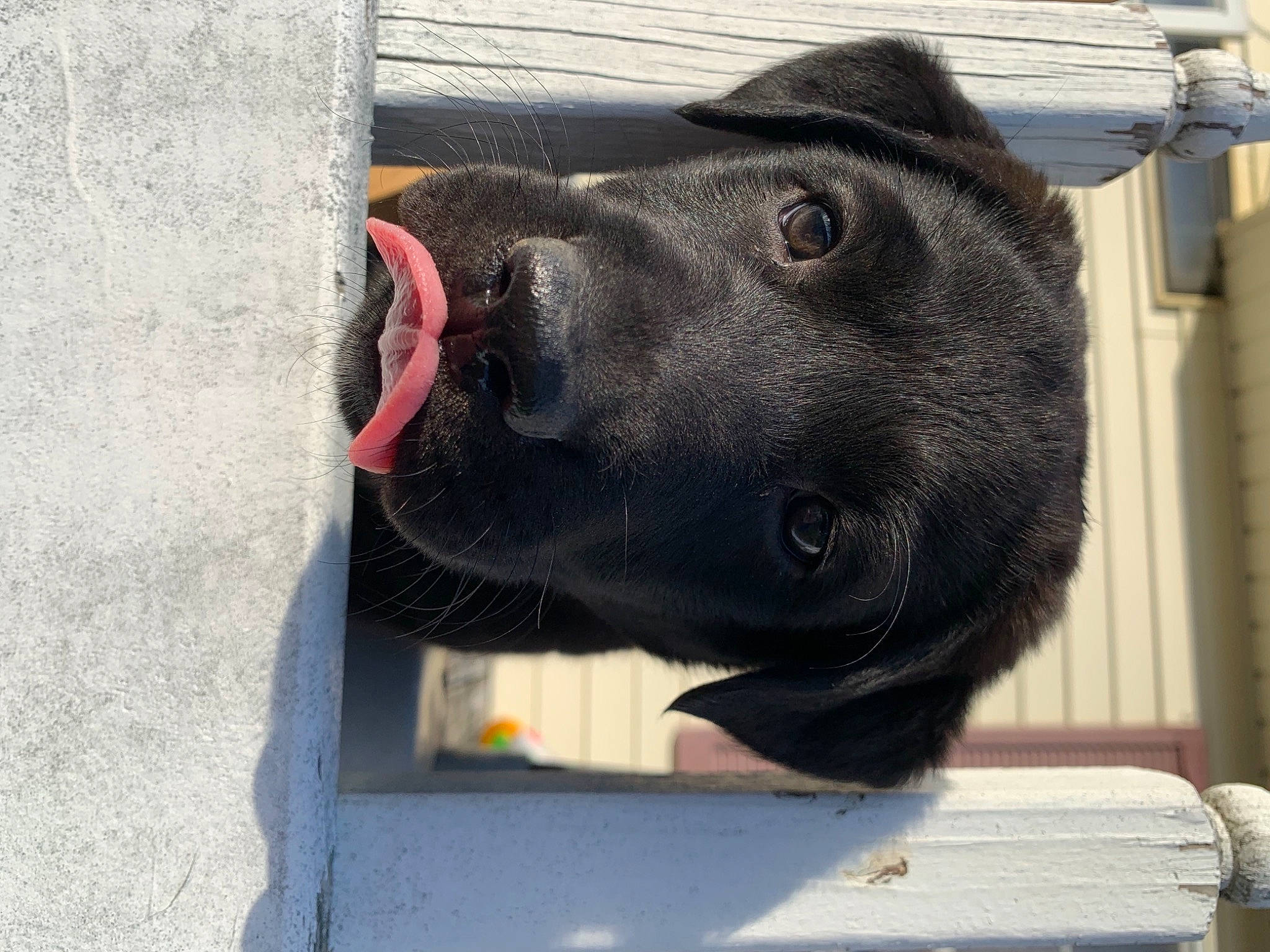 Meka is registered to the contest to win money with this photo: animal_shelter, cage, canidae, carnivore, collar, dog, dog_breed, dog_collar, dog_supply, fawn, fur, grey, guard_dog, liver, metal, pet_supply, snout, sporting_group, terrestrial_animal, working_animal