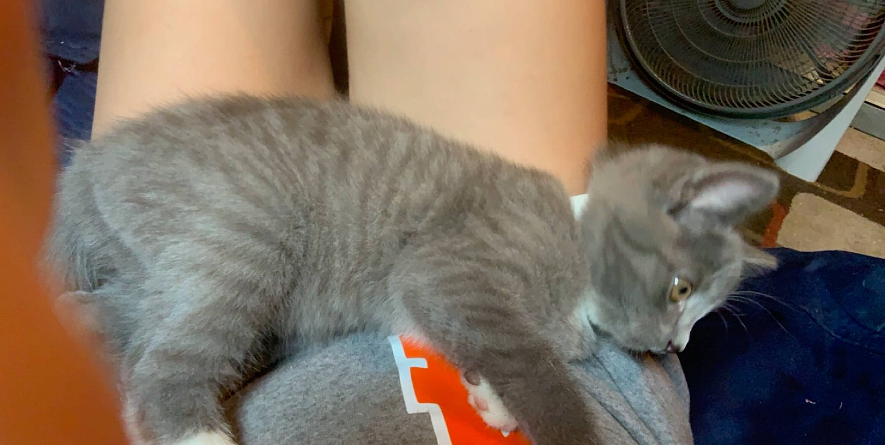 Boots joined the competition — help win amazing prizes! asian, british_shorthair, burmilla, carnivore, cat, chartreux, domestic_short_haired_cat, european_shorthair, fawn, felidae, kitten, korat, mammal, nebelung, russian_blue, singapura, small_to_medium_sized_cats, vertebrate, whiskers