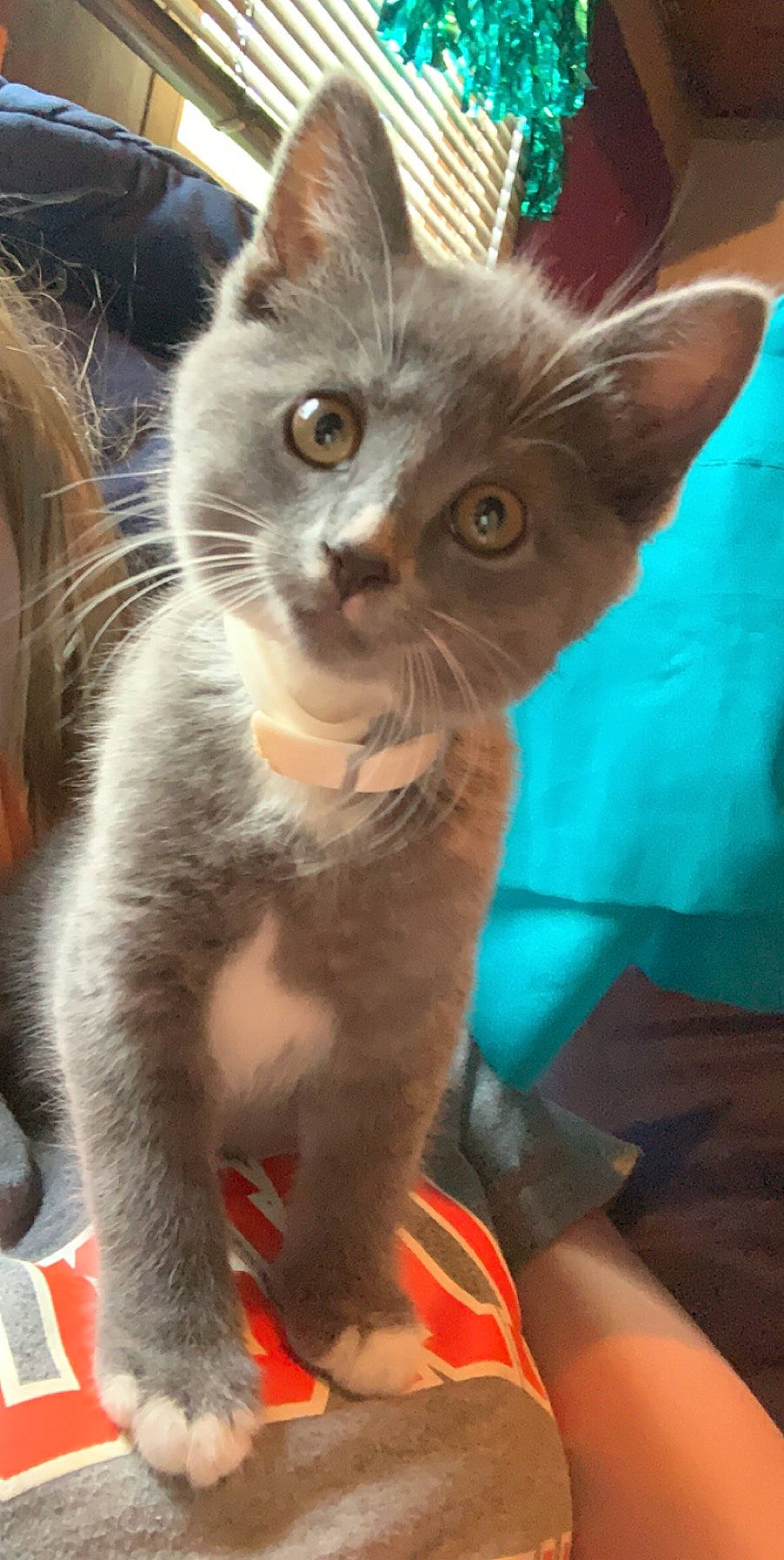 Boots joined the competition — help win amazing prizes! asian, carnivore, cat, chartreux, domestic_short_haired_cat, felidae, german_rex, javanese, kitten, korat, mammal, nebelung, ojos_azules, oriental_shorthair, polydactyl_cat, russian_blue, small_to_medium_sized_cats, snout, vertebrate, whiskers