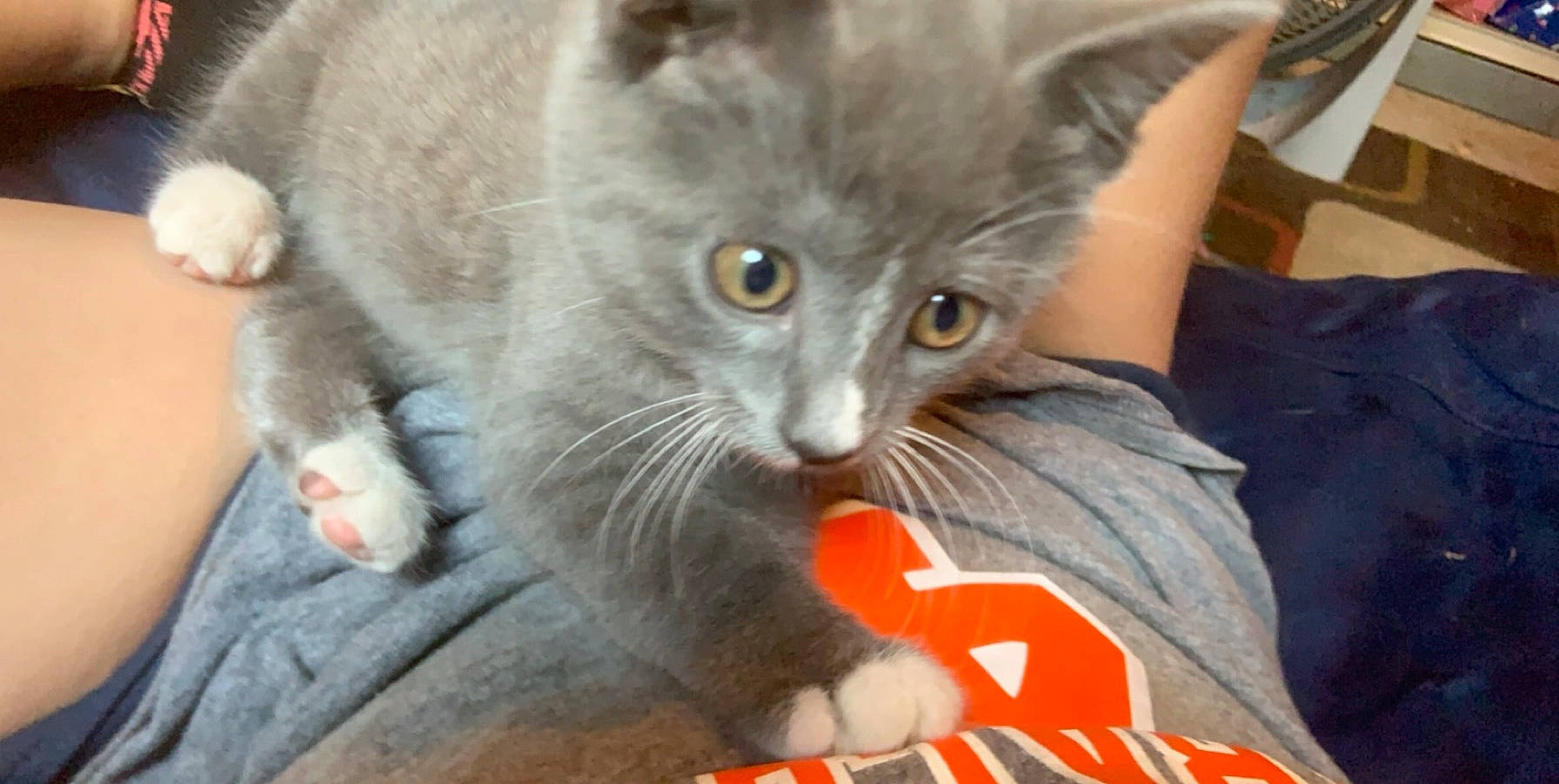 Boots is registered to the contest to win money with this photo: asian, carnivore, cat, chartreux, domestic_short_haired_cat, european_shorthair, felidae, kitten, korat, mammal, nebelung, photo_caption, polydactyl_cat, russian_blue, small_to_medium_sized_cats, snout, whiskers