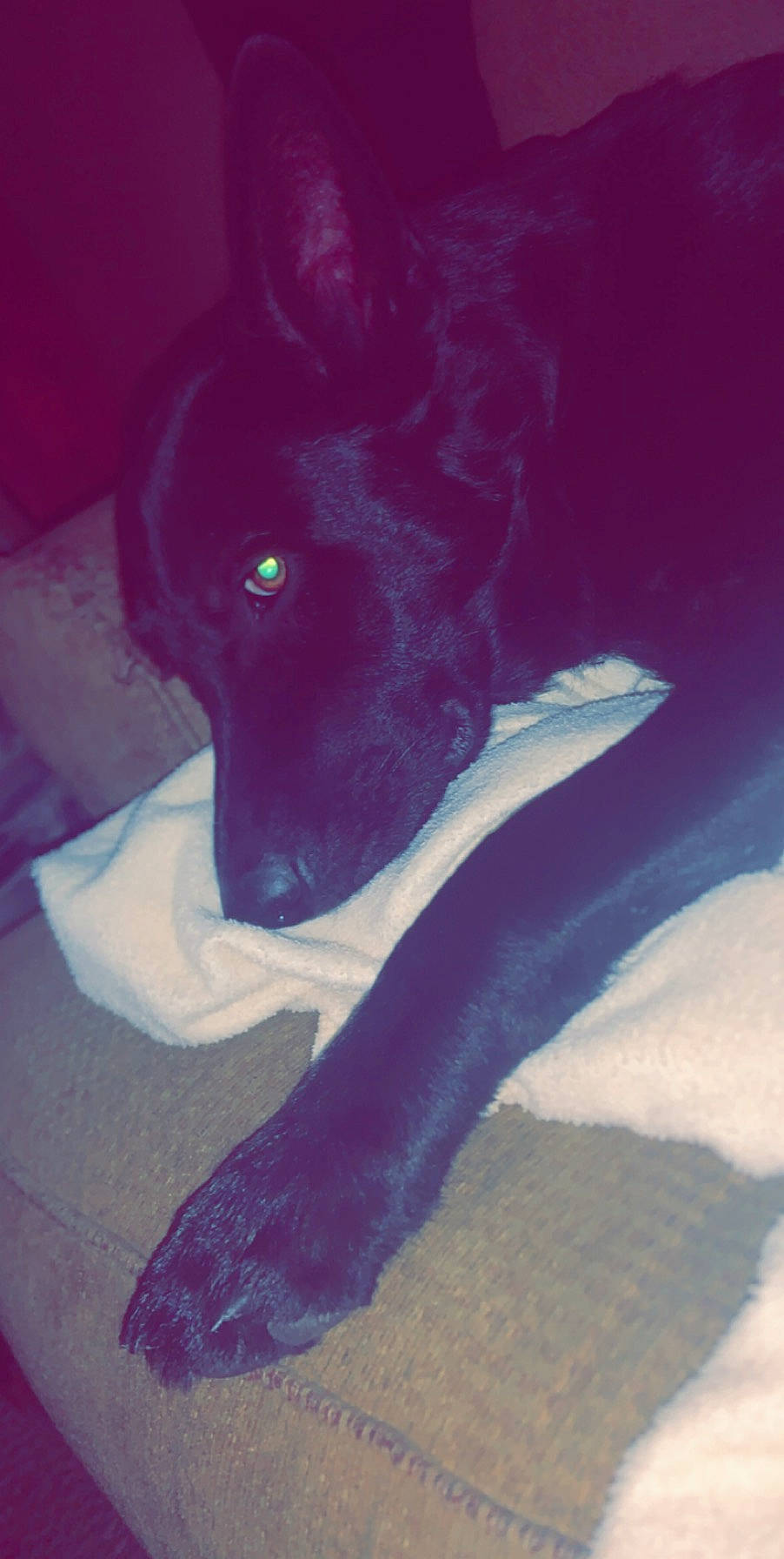 Bailey joined the competition — help win amazing prizes! canidae, eye, magenta, nose, purple