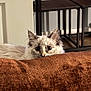 alert, animal, brown, cat, couch, cozy, curious, domestic, fluffy, furniture, home, indoor, peeking, pet, relaxed, sitting, stool, texture, wide_eyes, wooden