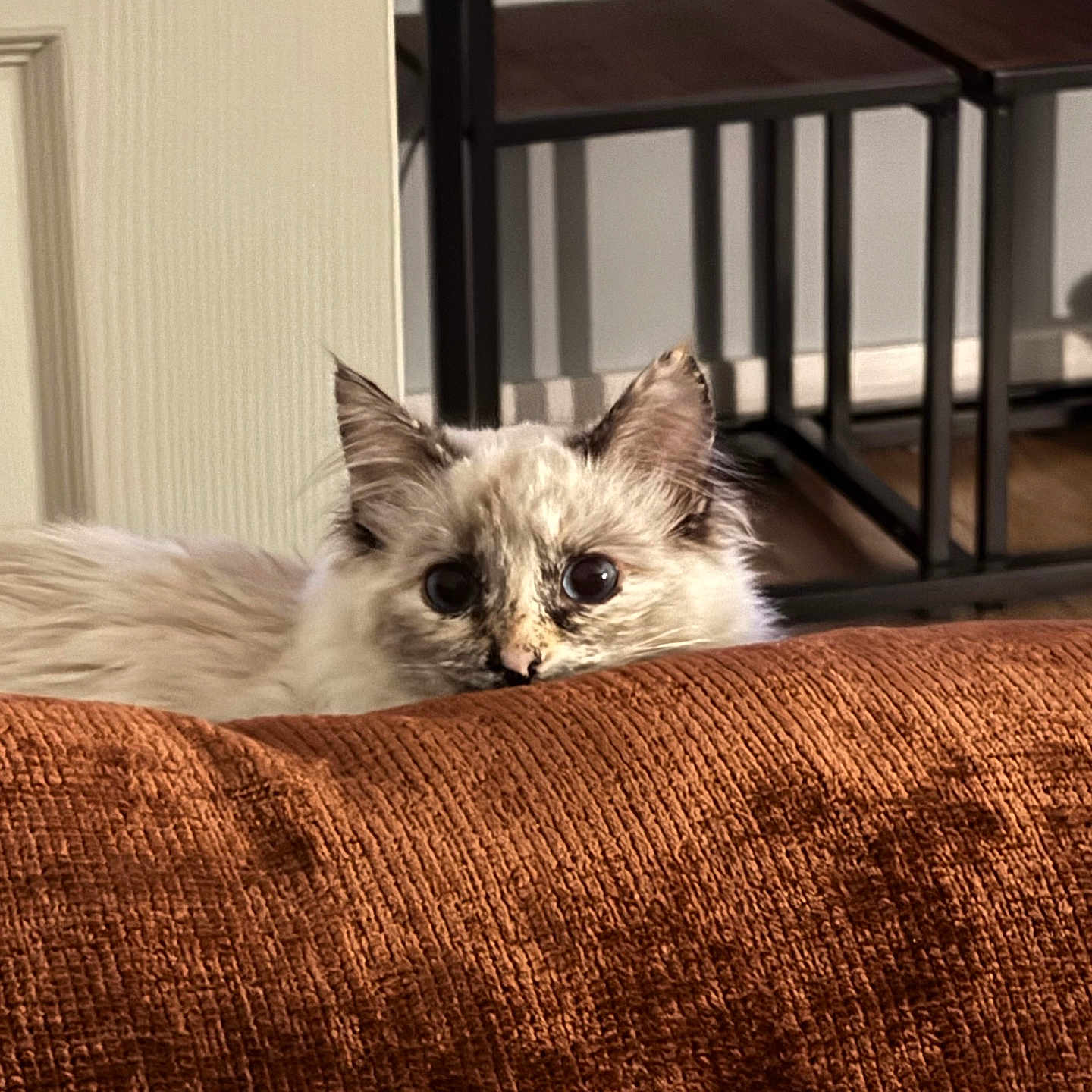 Zola is registered to the contest to win money with this photo: alert, animal, brown, cat, couch, cozy, curious, domestic, fluffy, furniture, home, indoor, peeking, pet, relaxed, sitting, stool, texture, wide_eyes, wooden