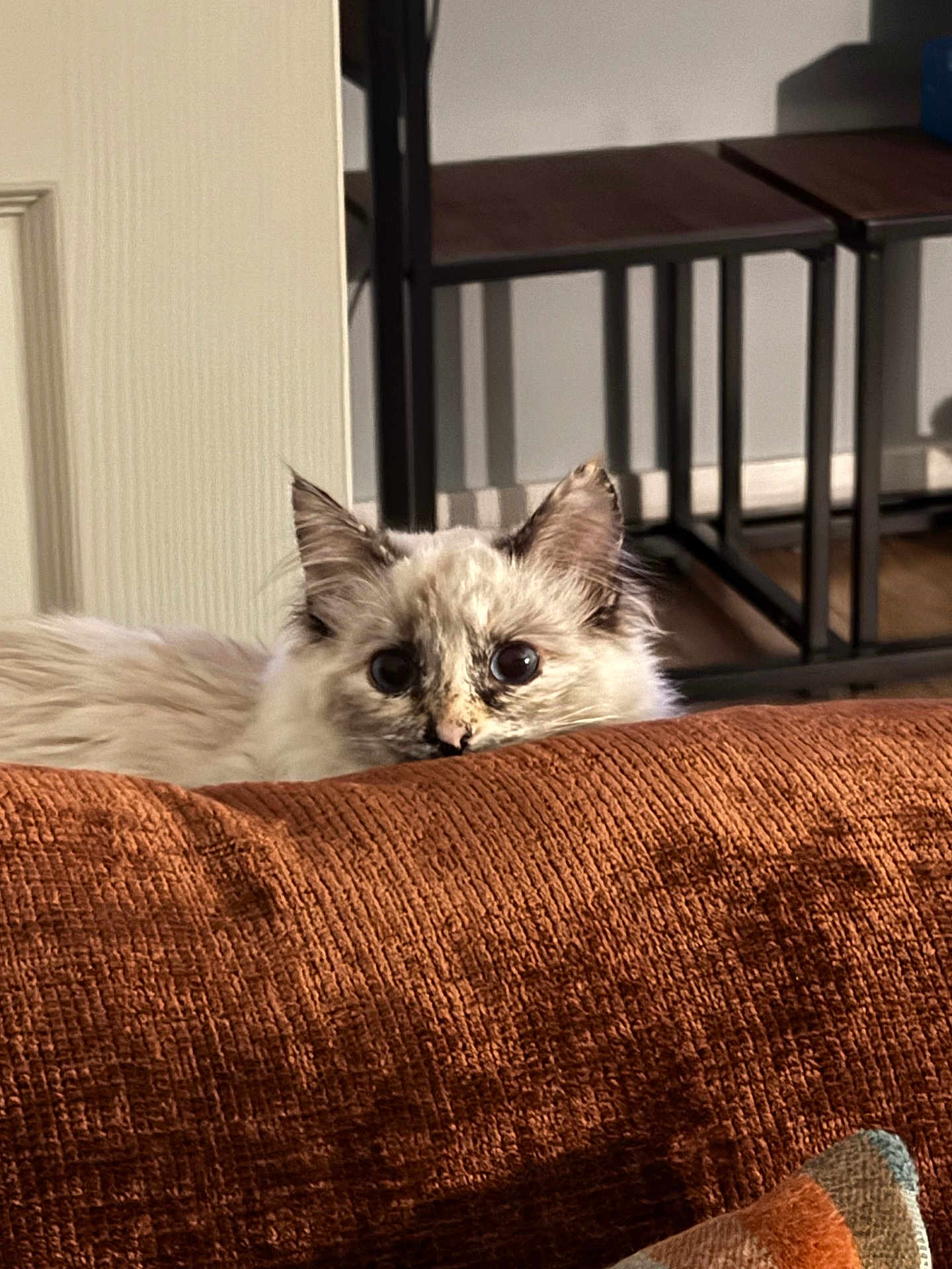 Zola is registered to the contest to win money with this photo: alert, animal, brown, cat, couch, cozy, curious, domestic, fluffy, furniture, home, indoor, peeking, pet, relaxed, sitting, stool, texture, wide_eyes, wooden