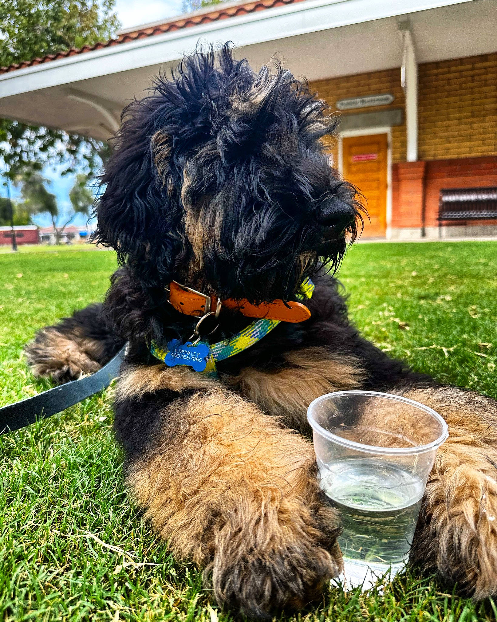 Bowie joined the competition — help win amazing prizes! canidae, carnivore, collar, companion_dog, dog, dog_breed, dog_collar, fur, grass, mammal, pet_supply, plant, small_terrier, sporting_group, tail, terrier, toy_dog, tree, water_dog, working_animal