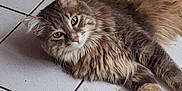 Olympe a rejoint le concours — aidez-le/la à gagner de superbes lots ! cat, tabby, fluffy, green_eyes, pet, animal, indoor, floor, white_tiles, relaxed, looking_at_camera, fur, whiskers, ears, laying_down, cute, feline, domestic_cat, mammal, calm