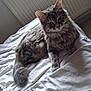 Olympe participe au concours pour gagner de l'argent avec cette photo : cat, tabby, pet, indoor, bed, white_bedspread, fur, animal, mammal, relaxed, looking, domestic_cat, cozy, home, radiator, resting, whiskers, tail, soft_light, curious