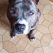 Ice a rejoint le concours — aidez-le/la à gagner de superbes lots ! dog, pitbull, pet, animal, brown, white, floor, tile, kitchen, ears, nose, looking_up, curious, indoor, canine, paw, domestic, companion, adorable, portrait