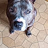 dog, pitbull, pet, animal, brown, white, floor, tile, kitchen, ears, nose, looking_up, curious, indoor, canine, paw, domestic, companion, adorable, portrait