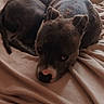 animal, bed, blanket, brown, canine, comfortable, cozy, curled_up, curtain, dog, domestic, fur, indoors, lying_down, pet, relaxed, resting, sleepy, soft_light, window
