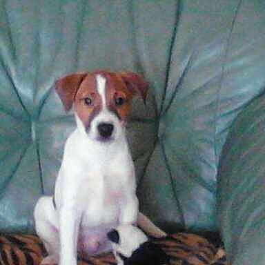 FILOU chien