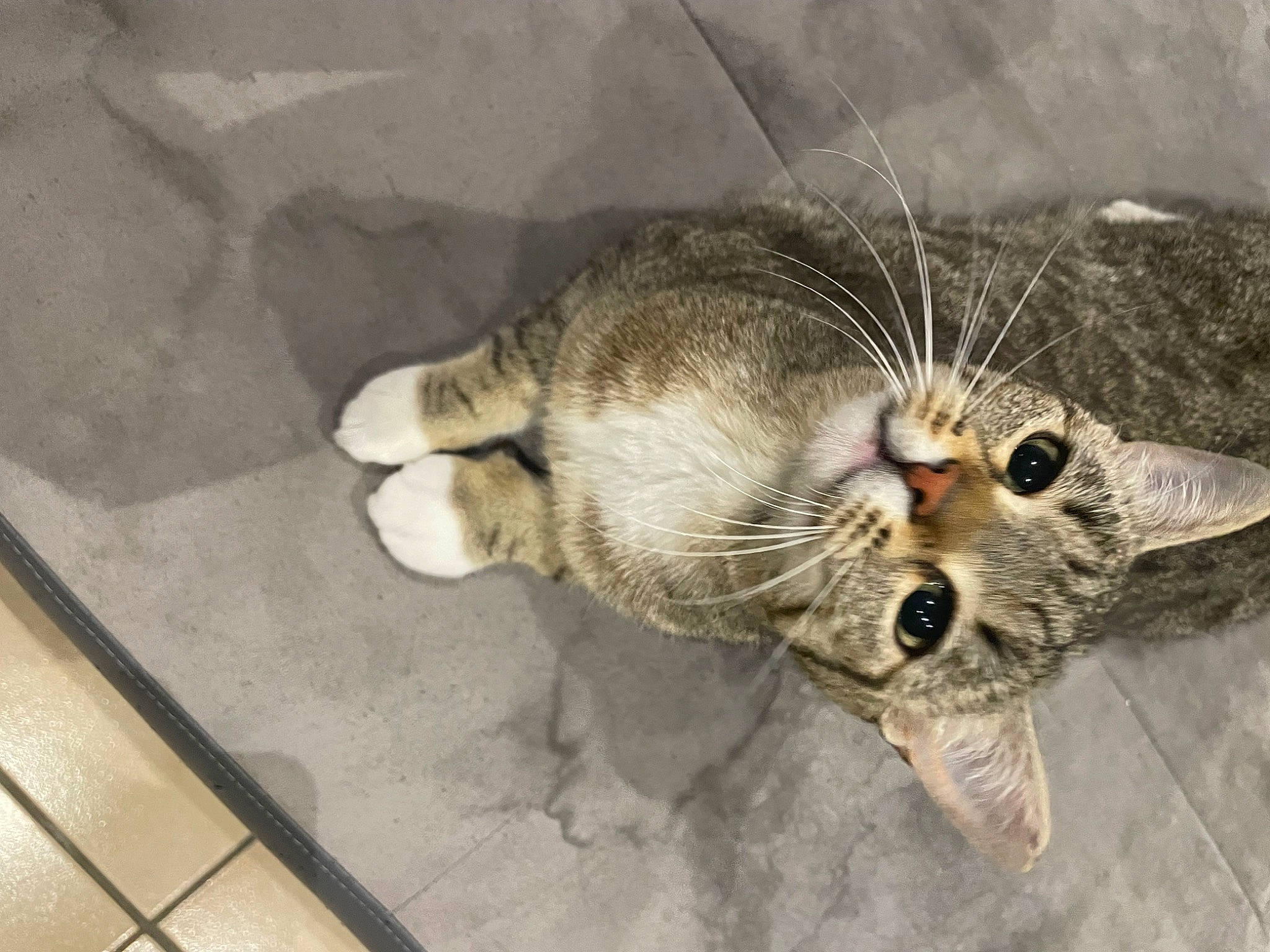 Biscuit participe au concours pour gagner de l'argent avec cette photo : carnivore, cat, claw, domestic_short_haired_cat, fang, felidae, fur, paw, small_to_medium_sized_cats, snout, tail, terrestrial_animal, tile_flooring, whiskers