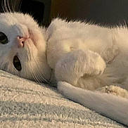 Lulu Levin is registered to the contest to win money with this photo: cat, white_cat, pet, animal, lying_down, curious, indoor, feline, fur, close_up, cute, relaxed, whiskers, tail, soft, sleepy, cozy, face, resting, domestic_animal