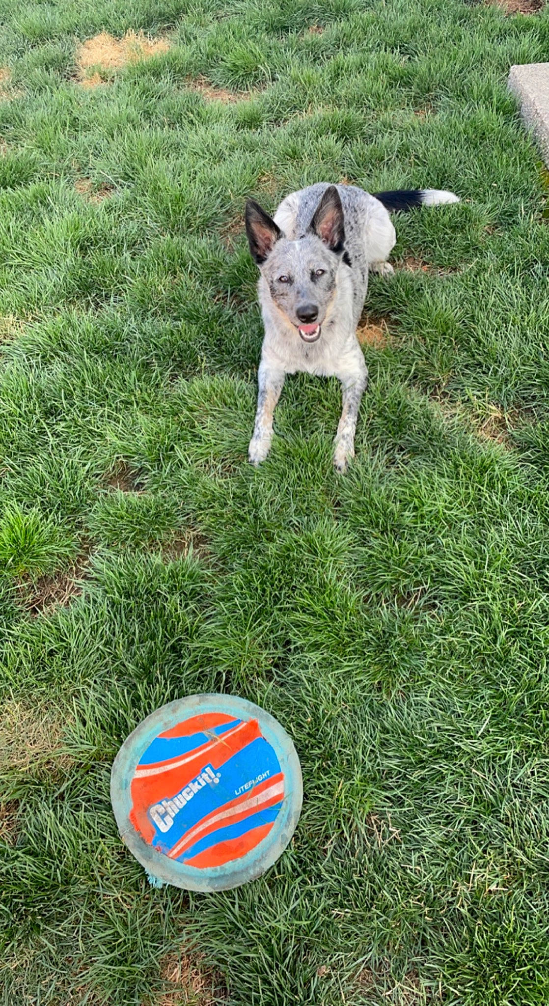 Dixie Mae joined the competition — help win amazing prizes! canidae, carnivore, circle, companion_dog, dog, dog_breed, fawn, grass, groundcover, lawn, logo, plant, sign, soil, sporting_group, symbol, tail, toy_dog, working_animal, yard