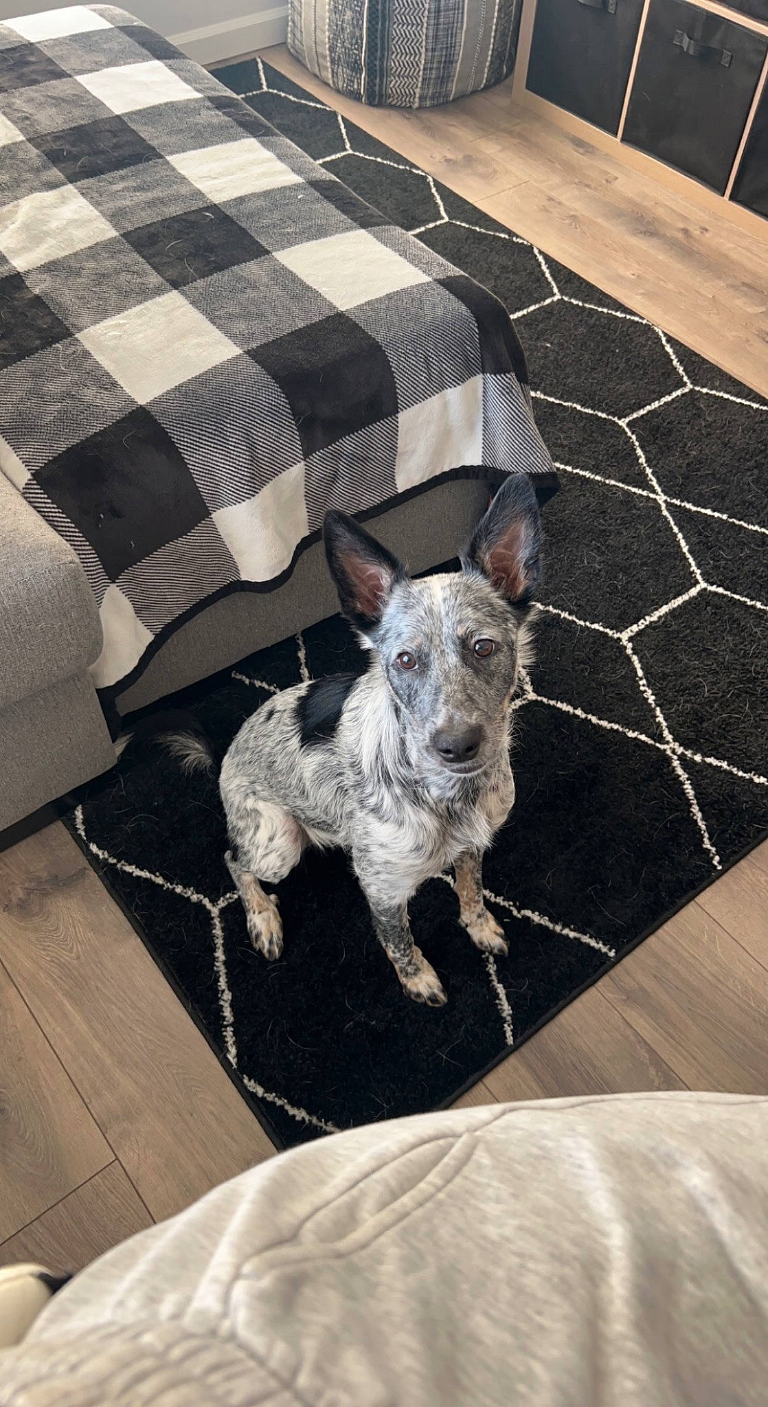 Dixie Mae joined the competition — help win amazing prizes! canidae, carnivore, chair, collar, comfort, companion_dog, dog, dog_breed, dog_supply, fawn, flooring, grey, linens, pattern, rectangle, sporting_group, tail, toy_dog, wood, working_animal