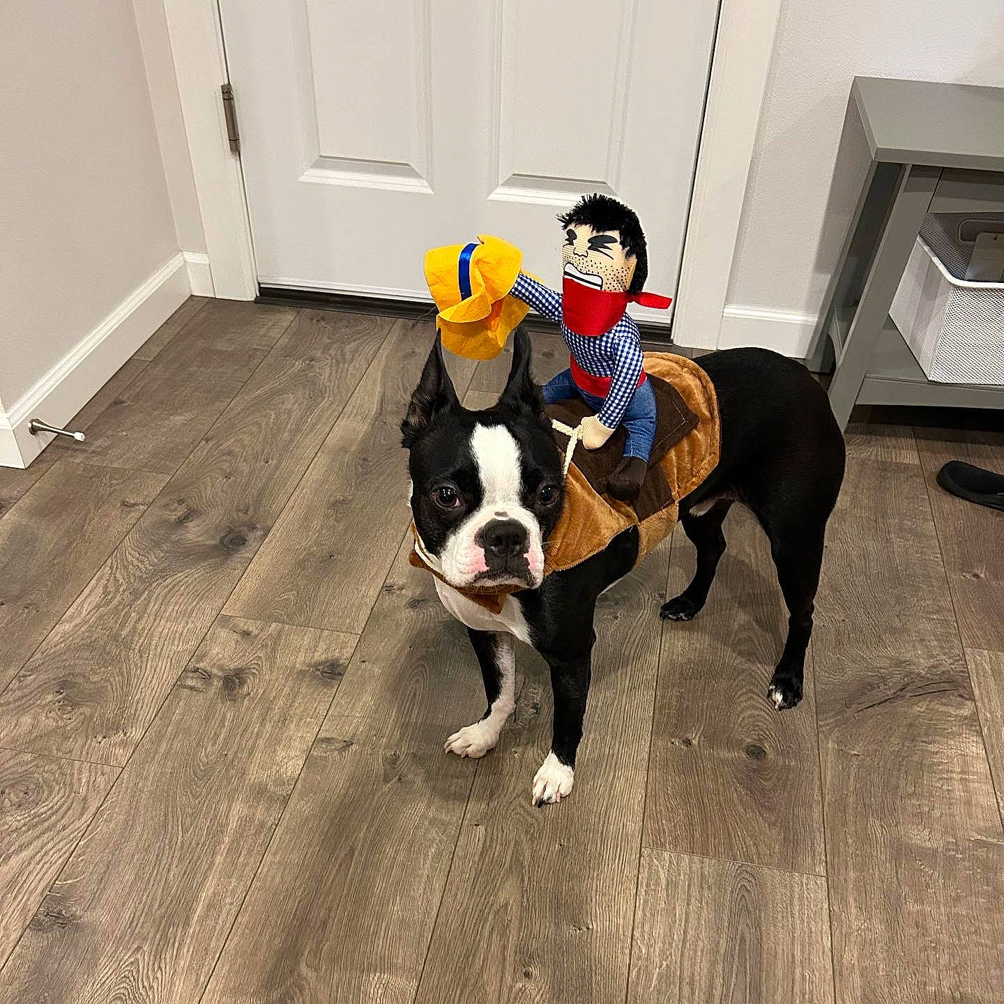 Ruckus joined the competition — help win amazing prizes! ball, boston_terrier, carnivore, companion_dog, dog, dog_breed, door, fawn, floor, flooring, fur, hardwood, laminate_flooring, porch, snout, tail, wood, wood_flooring, wood_stain, working_animal
