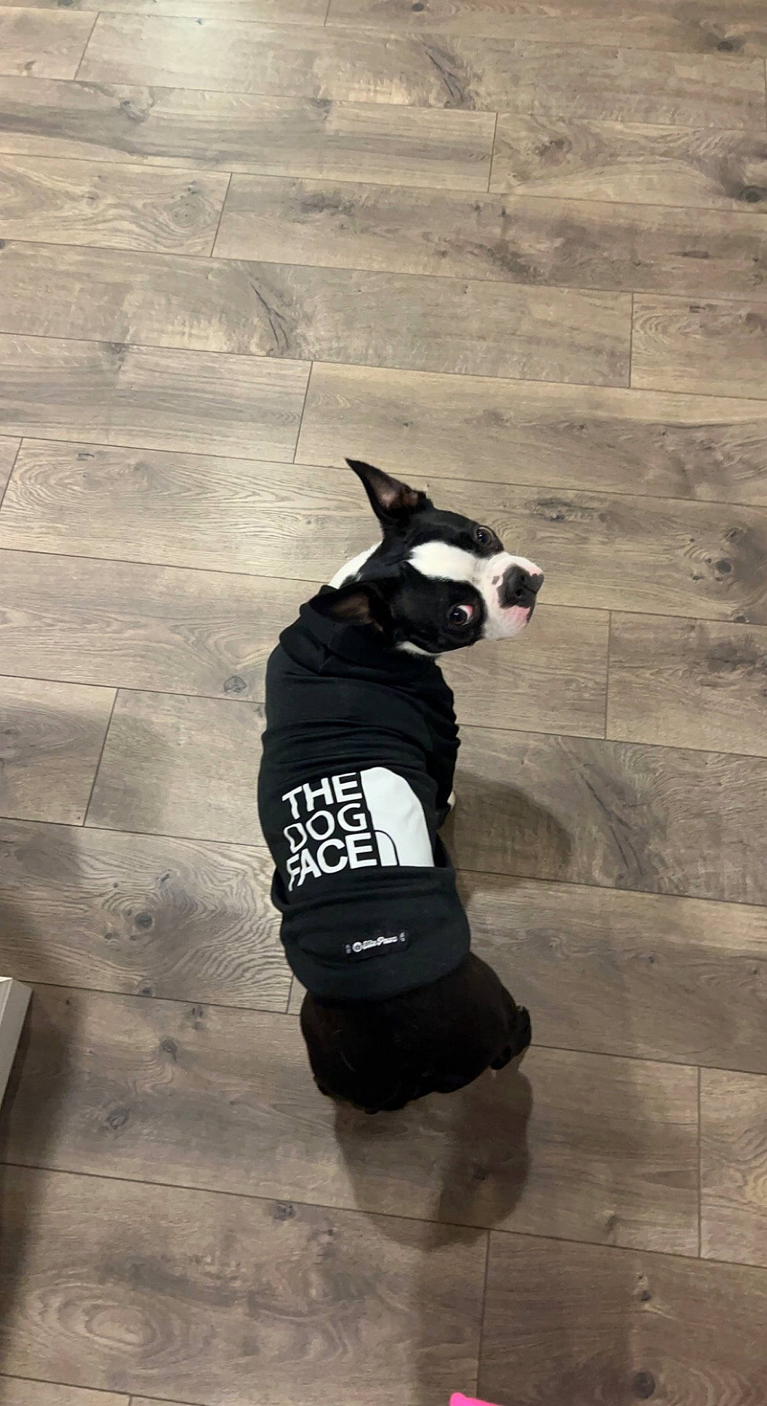 Ruckus joined the competition — help win amazing prizes! carnivore, companion_dog, dog, dog_breed, dog_clothes, dog_supply, eyewear, flooring, glasses, goggles, headgear, helmet, personal_protective_equipment, snout, sunglasses, t_shirt, tail, waist, wood, working_animal