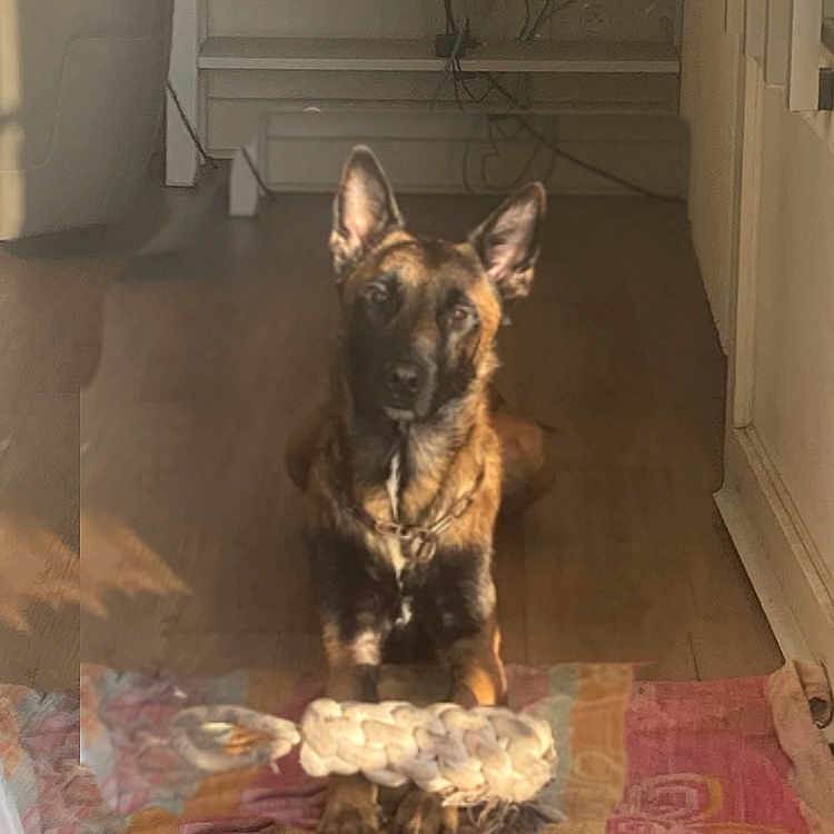 Tayzon a rejoint le concours — aidez-le/la à gagner de superbes lots ! animal, bulldog, canine, cat, cushion, dog, dogbed, door, germanshepherd, homedecor, indoors, interiordesign, mat, pet, policedog, puppy, snout, wood, woodpanels