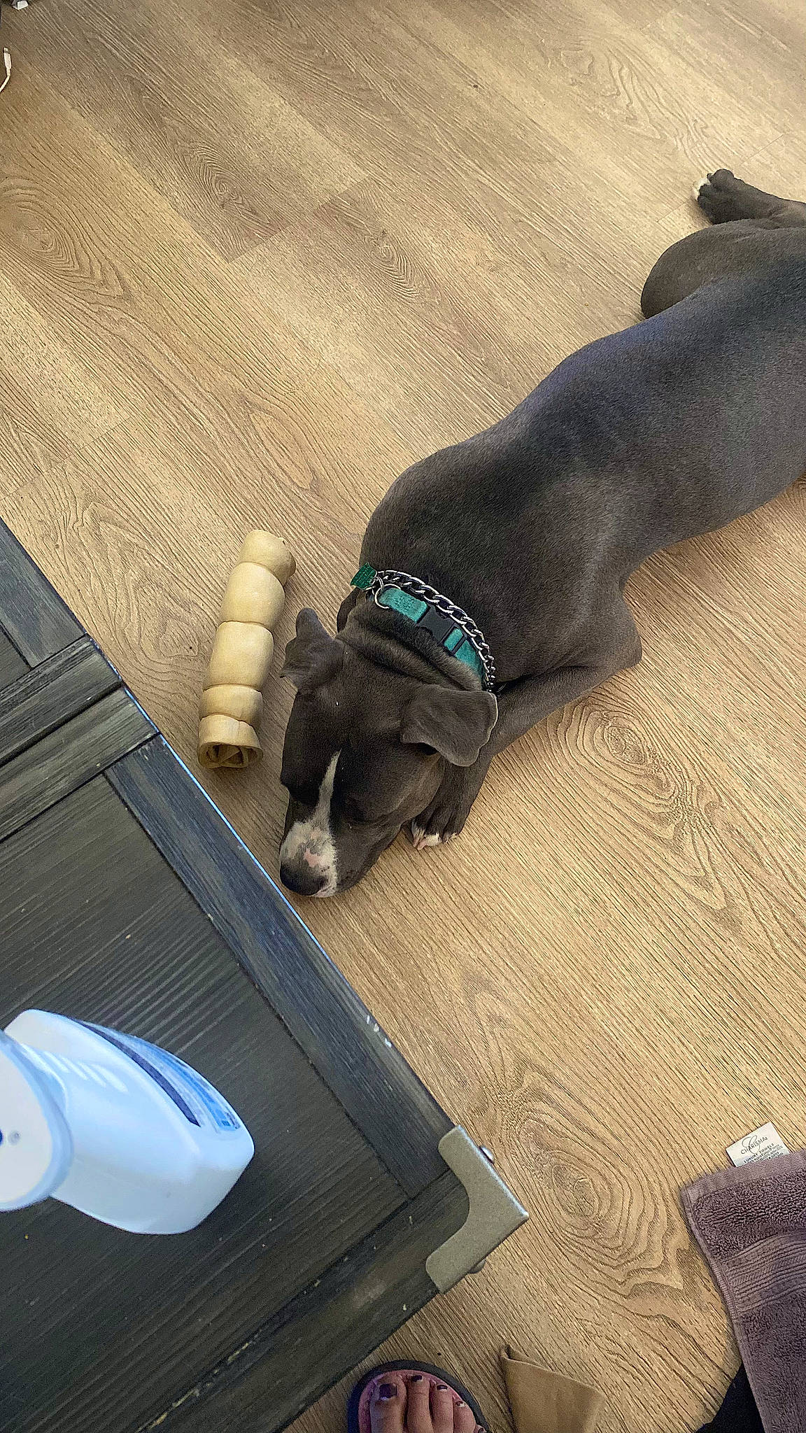 Eeyore is registered to the contest to win money with this photo: carnivore, comfort, companion_dog, dog, dog_breed, fawn, finger, floor, flooring, foot, grey, hardwood, human_leg, knee, mouse, shoe, thigh, tints_and_shades, wood, wrist