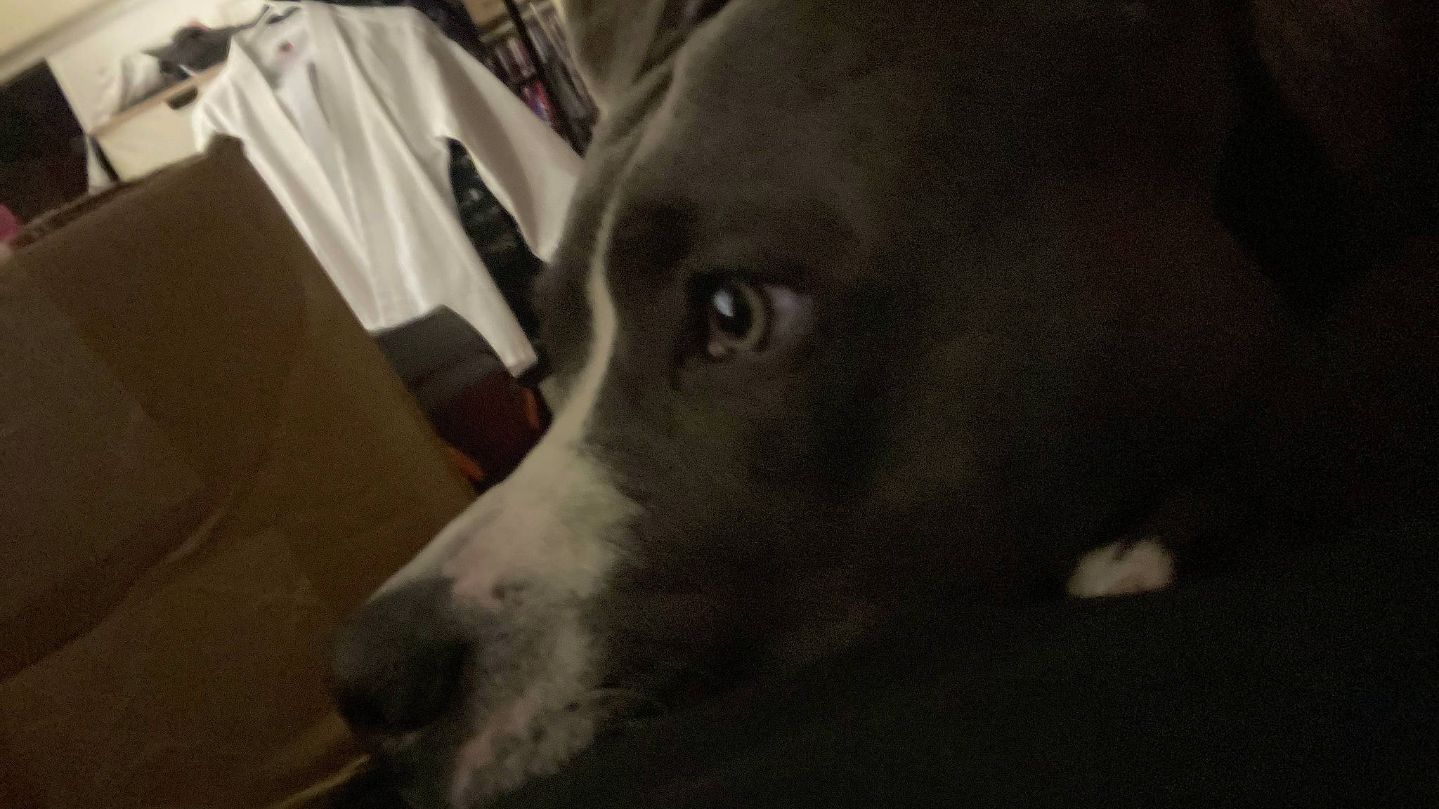 Eeyore is registered to the contest to win money with this photo: canidae, carnivore, comfort, companion_dog, darkness, dog, dog_breed, fur, grey, guard_dog, monochrome, monochrome_photography, non_sporting_group, snout, sporting_group, terrestrial_animal, whiskers, working_animal, working_dog