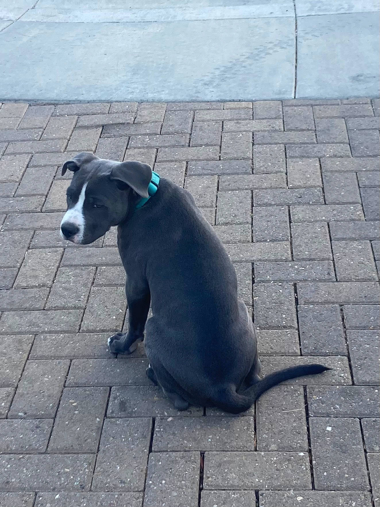 Eeyore is registered to the contest to win money with this photo: asphalt, carnivore, companion_dog, concrete, dog, dog_breed, electric_blue, flooring, grey, non_sporting_group, road_surface, shadow, sidewalk, sitting, snout, tail, tar, terrestrial_animal, tints_and_shades, working_animal