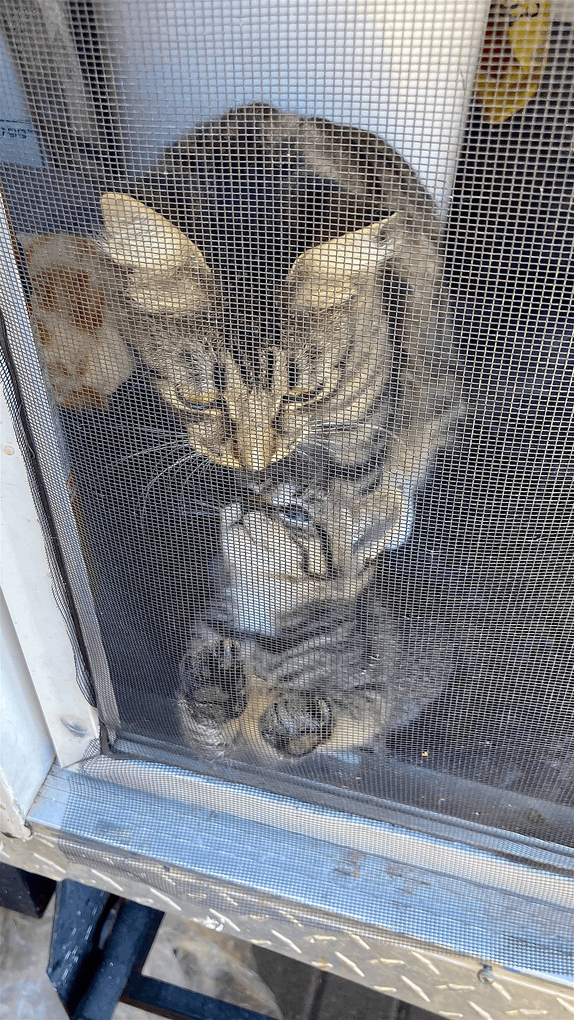 Tigger is registered to the contest to win money with this photo: animal_shelter, basket, cage, carnivore, cat, cat_supply, domestic_short_haired_cat, felidae, fur, grey, mammal, mesh, pet_supply, small_to_medium_sized_cats, snout, tail, terrestrial_animal, vertebrate, whiskers, wood