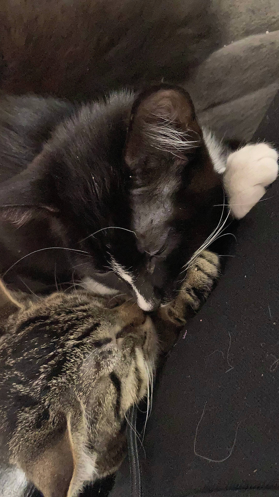 Tigger is registered to the contest to win money with this photo: carnivore, cat, claw, comfort, domestic_short_haired_cat, feather, felidae, foot, fur, grey, human_leg, monochrome, monochrome_photography, nap, paw, small_to_medium_sized_cats, snout, tail, terrestrial_animal, whiskers