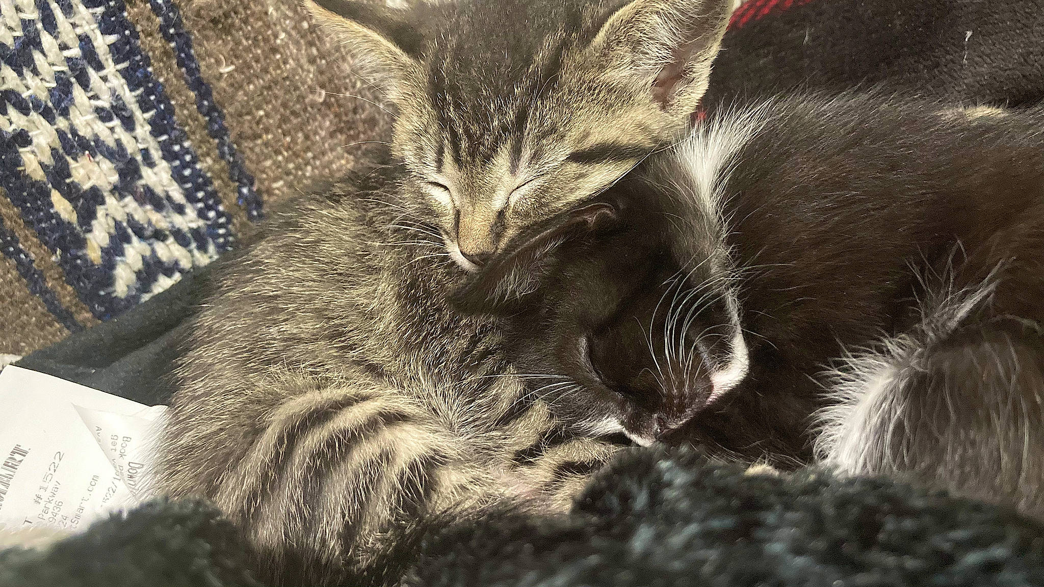 Tigger is registered to the contest to win money with this photo: carnivore, cat, claw, comfort, darkness, domestic_short_haired_cat, felidae, fur, grass, grey, monochrome, monochrome_photography, pattern, paw, small_to_medium_sized_cats, snout, style, terrestrial_animal, whiskers, wildlife