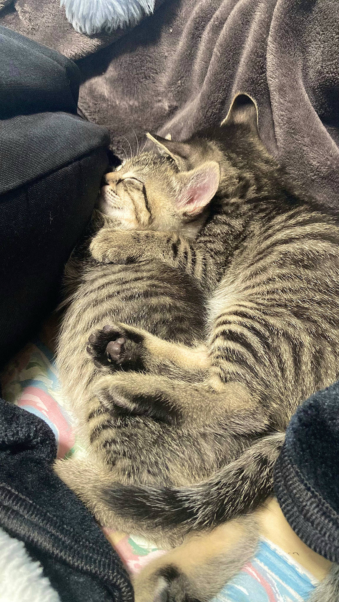 Tigger joined the competition — help win amazing prizes! beard, carnivore, cat, claw, close_up, comfort, eye, felidae, flesh, fur, gesture, grey, head, human_body, small_to_medium_sized_cats, snout, terrestrial_animal, whiskers, wildlife, wrinkle