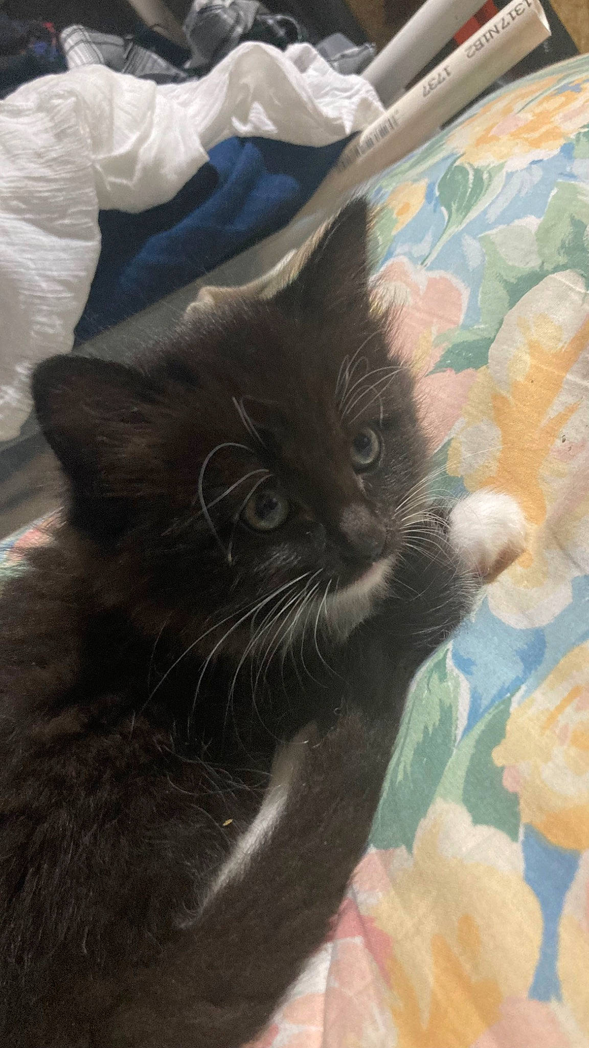 Fluffy is registered to the contest to win money with this photo: art, bag, black_cat, carnivore, cat, claw, comfort, domestic_short_haired_cat, felidae, fur, grey, pattern, plastic_bag, small_to_medium_sized_cats, snout, tail, terrestrial_animal, visual_arts, whiskers