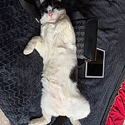 Zedou a rejoint le concours — aidez-le/la à gagner de superbes lots ! cat, black_and_white, lying_down, relaxed, bed, blanket, purse, tablet, indoor, pet, fur, whiskers, sleeping, cozy, domestic, animal, pink_nose, tail, paw, resting