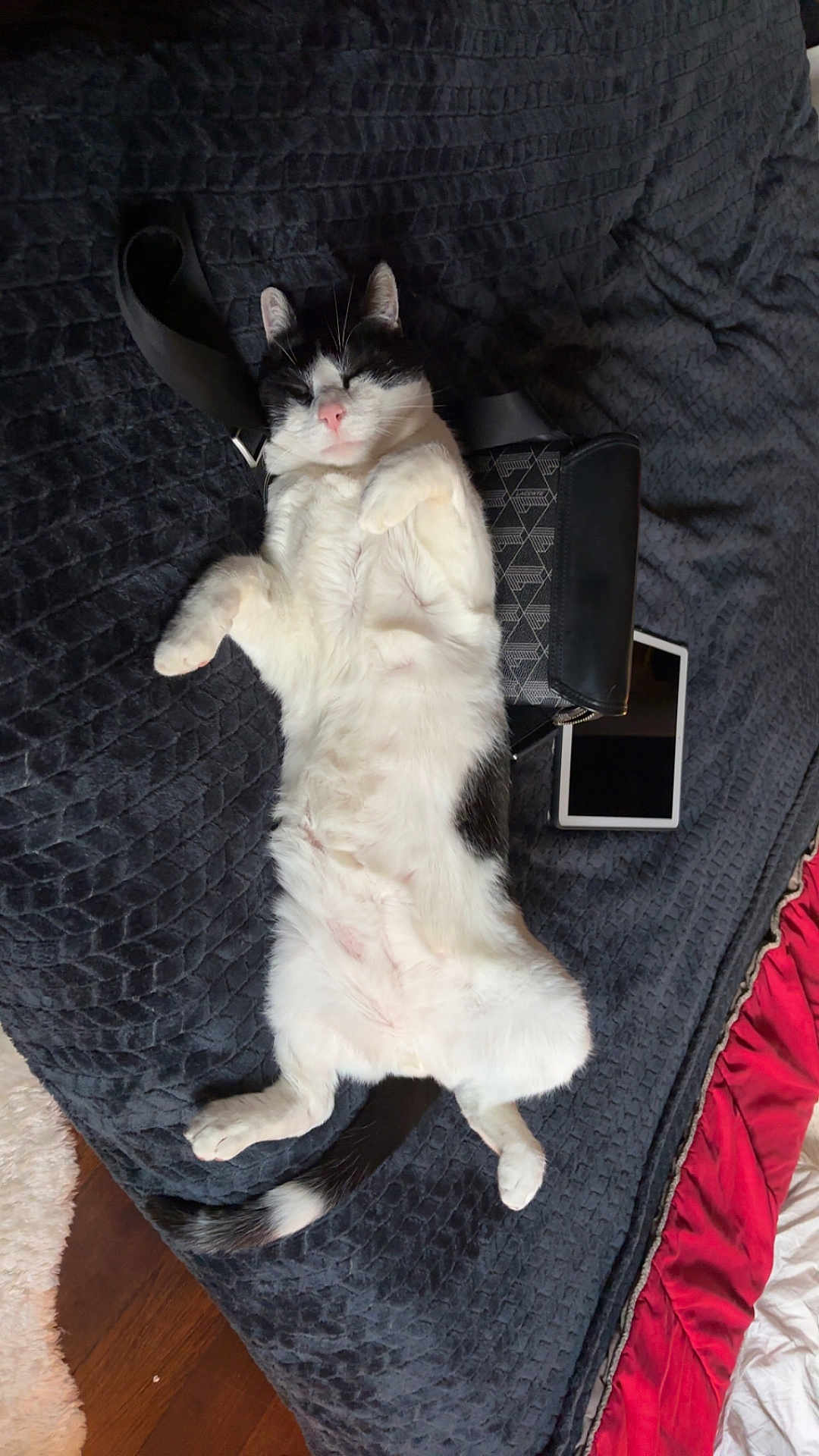 Zedou a rejoint le concours — aidez-le/la à gagner de superbes lots ! cat, black_and_white, lying_down, relaxed, bed, blanket, purse, tablet, indoor, pet, fur, whiskers, sleeping, cozy, domestic, animal, pink_nose, tail, paw, resting