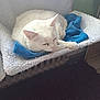 Ilouna participe au concours pour gagner de l'argent avec cette photo : animal, blue_blanket, cat, comfort, cozy, cute, domestic_animal, feline, fur, home, indoor, nap, peaceful, pet_bed, quiet, relaxation, resting, sleeping, soft_texture, white_cat