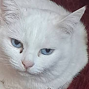 Ilouna participe au concours pour gagner de l'argent avec cette photo : animal, blanket, blue_eyes, cat, close_up, cozy, cute, domestic, ears, feline, fur, indoor, pet, portrait, red_background, resting, sleepy, soft, whiskers, white_cat