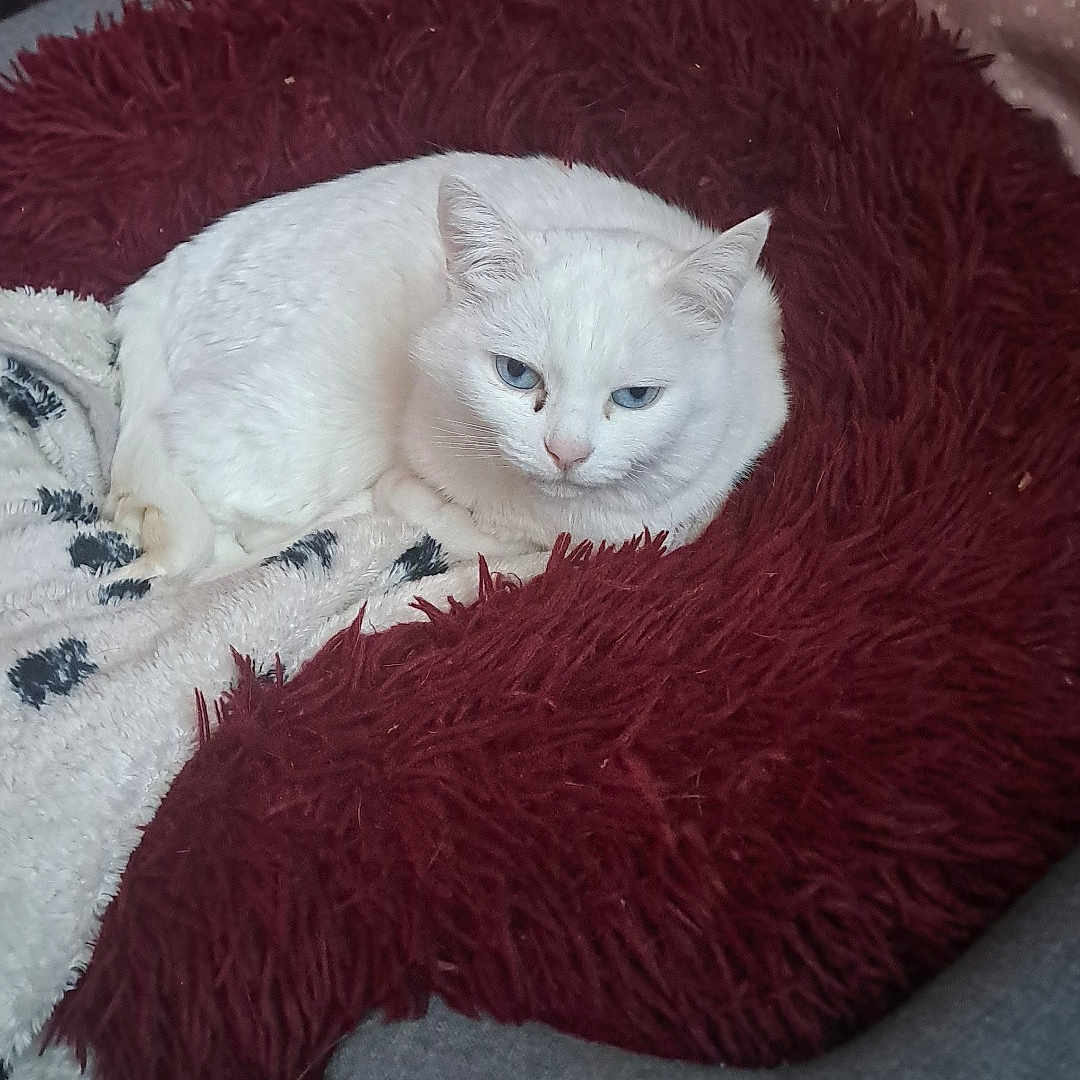 Ilouna participe au concours pour gagner de l'argent avec cette photo : blanket, blue_eyes, burgundy, cat, comfortable, cozy, cute, domestic_animal, feline, fluffy_cushion, fur, home, indoor, pet, pillows, relaxing, resting, snug, soft_texture, white_cat