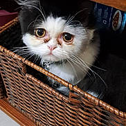 Charles a rejoint le concours — aidez-le/la à gagner de superbes lots ! cat, basket, wooden_furniture, floor_tile, black_and_white, pet, whiskers, curious, indoors, sitting, feline, eyes, close_up, animal, collar, wicker, hidden, small_space, home, cute