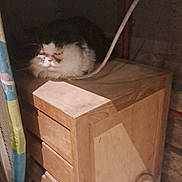 Charles a rejoint le concours — aidez-le/la à gagner de superbes lots ! animal, black_and_white, cable, cat, corner, cozy, curtain, domestic, drawer, feline, floor, fluffy, furniture, home, indoor, pet, quiet, resting, tile, wood