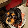 animal, black_and_tan, close_up, companion, curious, cushion, cute, dog, domestic, ears, expression, floor, fur, indoor, looking_up, nose, pet, stool, whiskers, wooden_floor