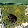 animal, backyard, canine, cushion, daylight, dog, floral_pattern, furniture, garden, green, outdoor, pet, relaxation, resting, seat, shadow, small_dog, summer, sunlight, swing