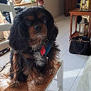 Looping participe au concours pour gagner de l'argent avec cette photo : dog, pet, chair, indoor, woven, floor, curtains, vintage, furniture, table, bag, lantern, window, portrait, canine, cute, fur, eyes, domestic, cozy