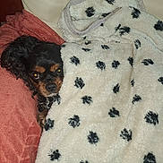 Looping a rejoint le concours — aidez-le/la à gagner de superbes lots ! black, black_spots, blanket, brown, comfort, couch, cozy, curious, cute, dog, fur, fur_texture, home, indoor, pet, pillow, relaxing, resting, small_dog, snuggled