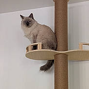 Parvana a rejoint le concours — aidez-le/la à gagner de superbes lots ! animal, blue_eyes, cat, cat_tree, cozy, ears, feline, fluffy_cat, gray_fur, home, indoors, longhaired_cat, pet, portrait, scratching_post, sitting, tail, vertical_photo, white_wall, wooden_platform