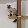 animal, blue_eyes, cat, cat_tree, cozy, ears, feline, fluffy_cat, gray_fur, home, indoors, longhaired_cat, pet, portrait, scratching_post, sitting, tail, vertical_photo, white_wall, wooden_platform
